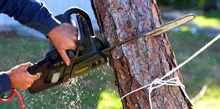 Best Storm Damage Tree Cleanup  in Raubsville, PA