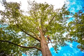 Best Tree Risk Assessment  in Raubsville, PA