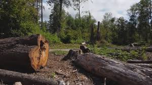 Best Stump Grinding and Removal  in Raubsville, PA