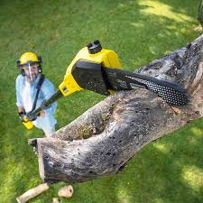 Best Root Management and Removal  in Raubsville, PA