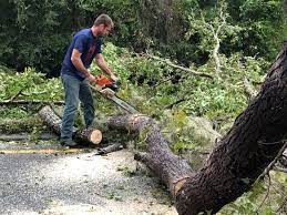 Best Hedge Trimming  in Raubsville, PA