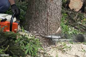 Best Tree and Shrub Care  in Raubsville, PA
