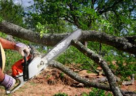 Best Tree Maintenance Programs  in Raubsville, PA