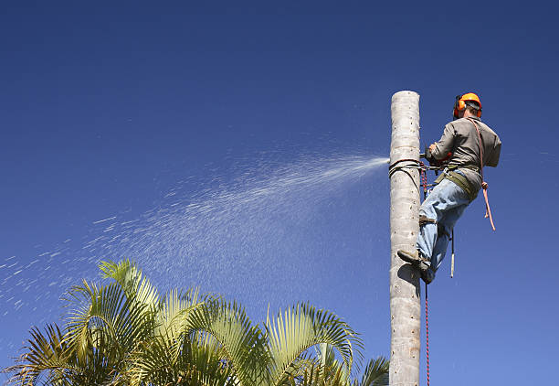 Best Tree Trimming and Pruning  in Raubsville, PA