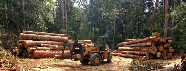 Reliable Raubsville, PA Tree Care Solutions