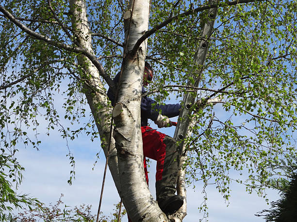Best Tree Health Inspection  in Raubsville, PA