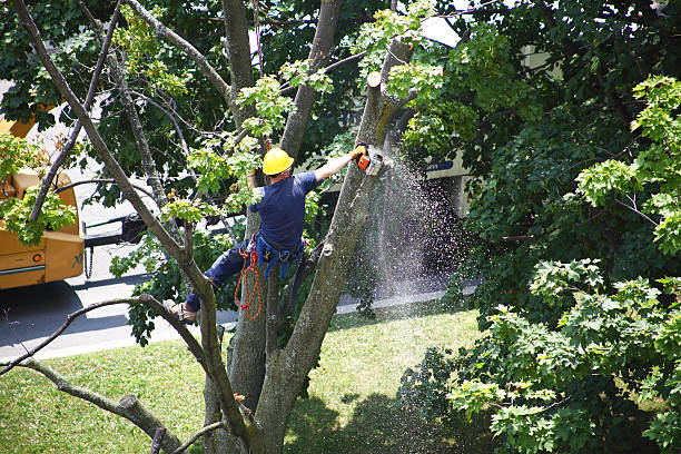 Best Aeration Services  in Raubsville, PA