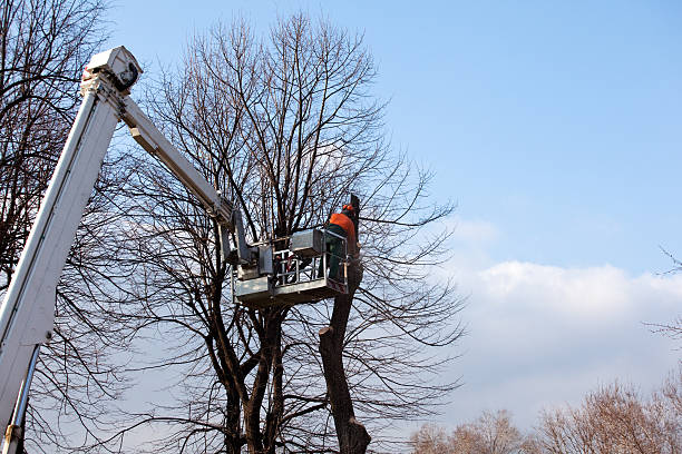 Best Commercial Tree Services  in Raubsville, PA