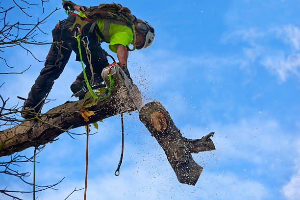 Best Lawn Maintenance Plans  in Raubsville, PA