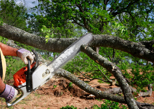 How Our Tree Care Process Works  in  Raubsville, PA
